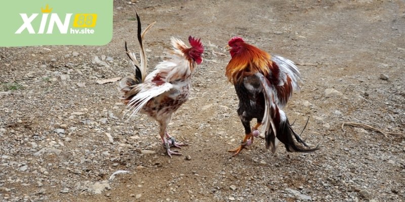 Đá Gà Cựa Sắt Và Cách Theo Dõi Trận Đấu Hiệu Quả