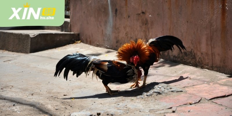 Việc quan sát tổng thể trước trận giúp người theo dõi hình dung rõ hơn về khả năng diễn biến trận đấu