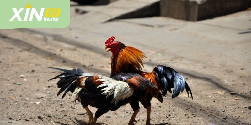 Việc phân cặp rõ ràng là yếu tố quan trọng giúp các trận đá gà Thomo giữ được tính cân bằng tương đối