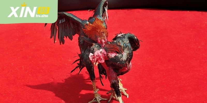 Đá Gà Thomo Và Cách Theo Dõi Trận Đấu Một Cách Thực Tế