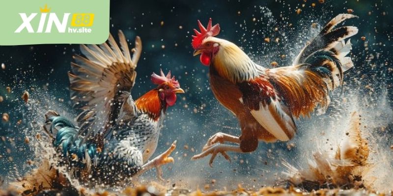 Kết quả đá gà Xin88 cập nhật ngay sau khi trận đấu kết thúc