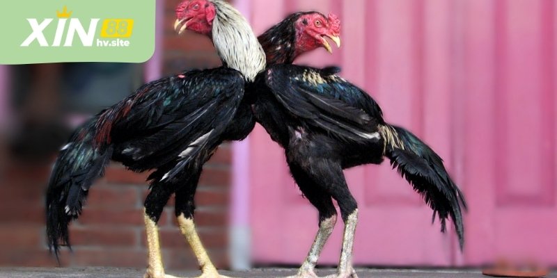 Trực tiếp đá gà luôn được nhiều người yêu thích