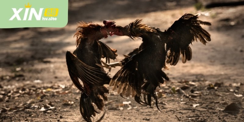 Luật chơi siêu chi tiết và chuẩn 